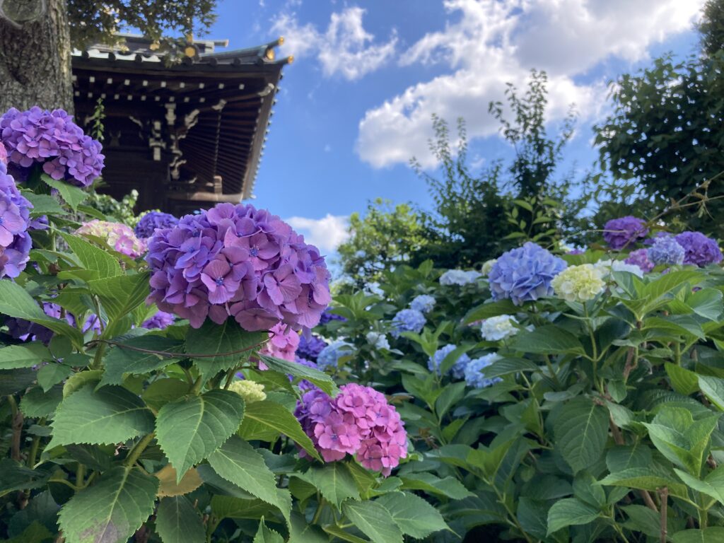 子育ての息抜きにぶらり散歩。白山神社のあじさい祭りが見頃でした